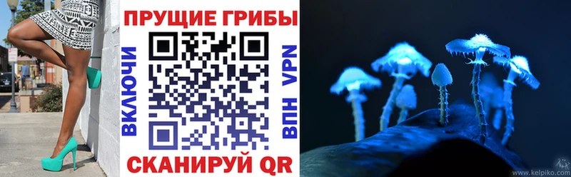 darknet телеграм  как найти наркотики  Сясьстрой  Псилоцибиновые грибы Cubensis 